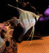Rarität - XL Santa Isabel Skalar (WF) - Pterophyllum scalare