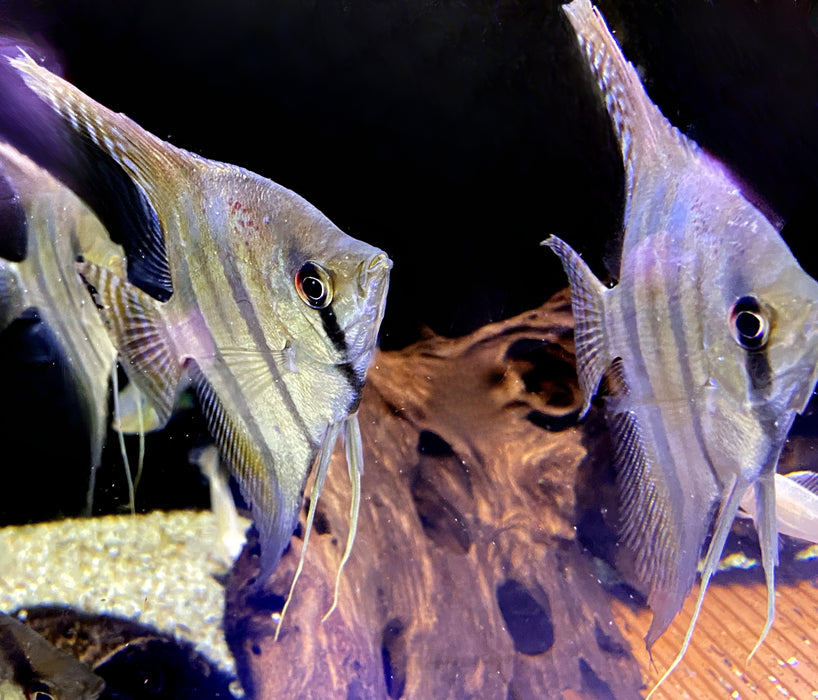 Rarität - XL Santa Isabel Skalar (WF) - Pterophyllum scalare