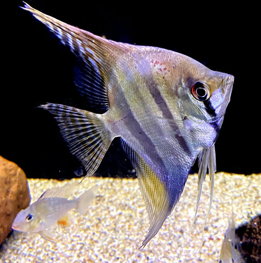 Rarität - XL Santa Isabel Skalar (WF) - Pterophyllum scalare