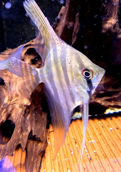 Rarität - XL Santa Isabel Skalar (WF) - Pterophyllum scalare