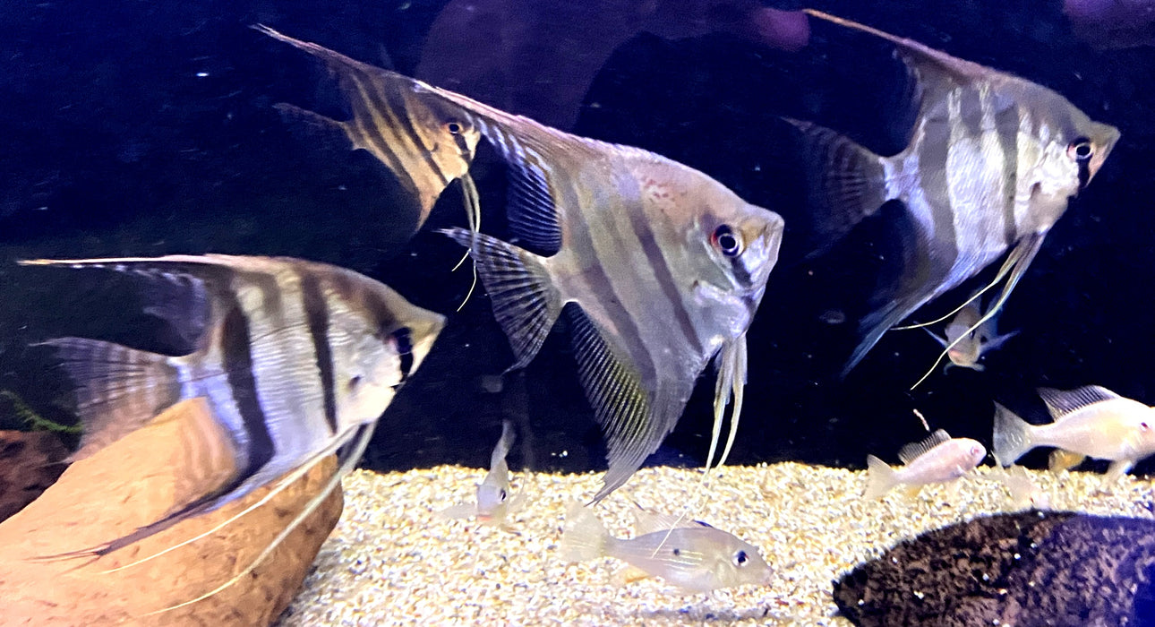 Rarität - XL Santa Isabel Skalar (WF) - Pterophyllum scalare