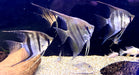 Rarität - XL Santa Isabel Skalar (WF) - Pterophyllum scalare