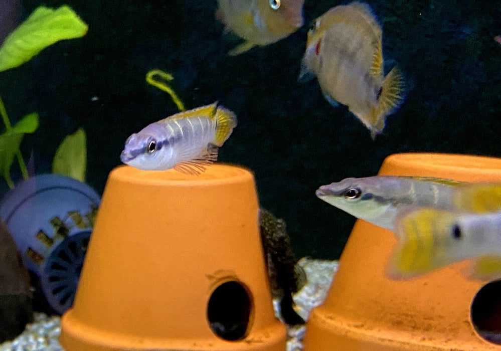 Schmalkopf-Hechtbuntbarsch - Crenicichla compressiceps aqua-teck