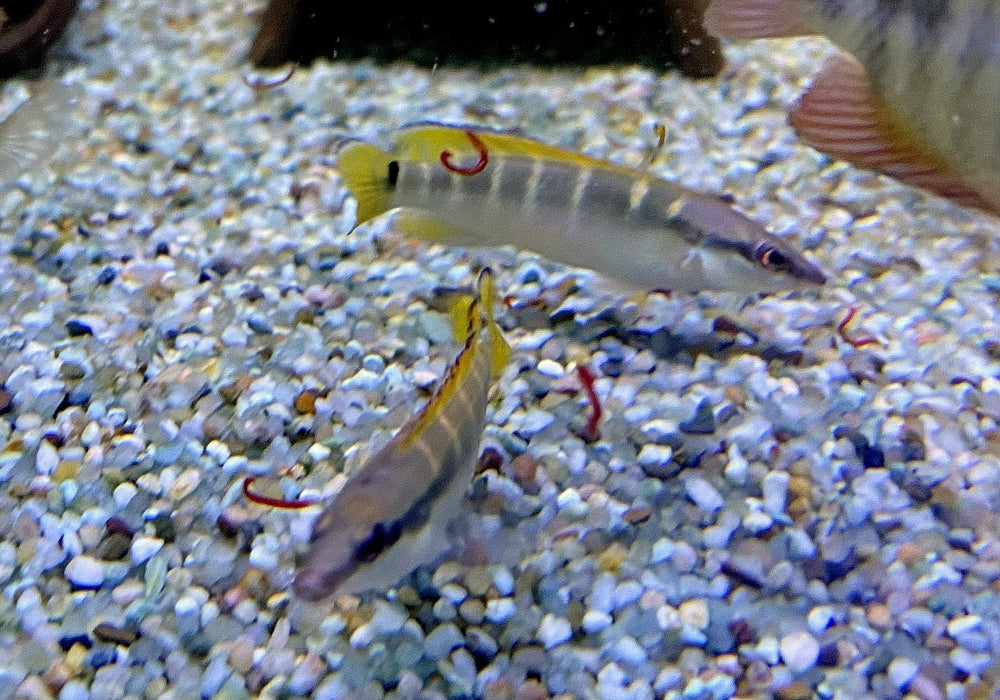 Schmalkopf-Hechtbuntbarsch - Crenicichla compressiceps aqua-teck