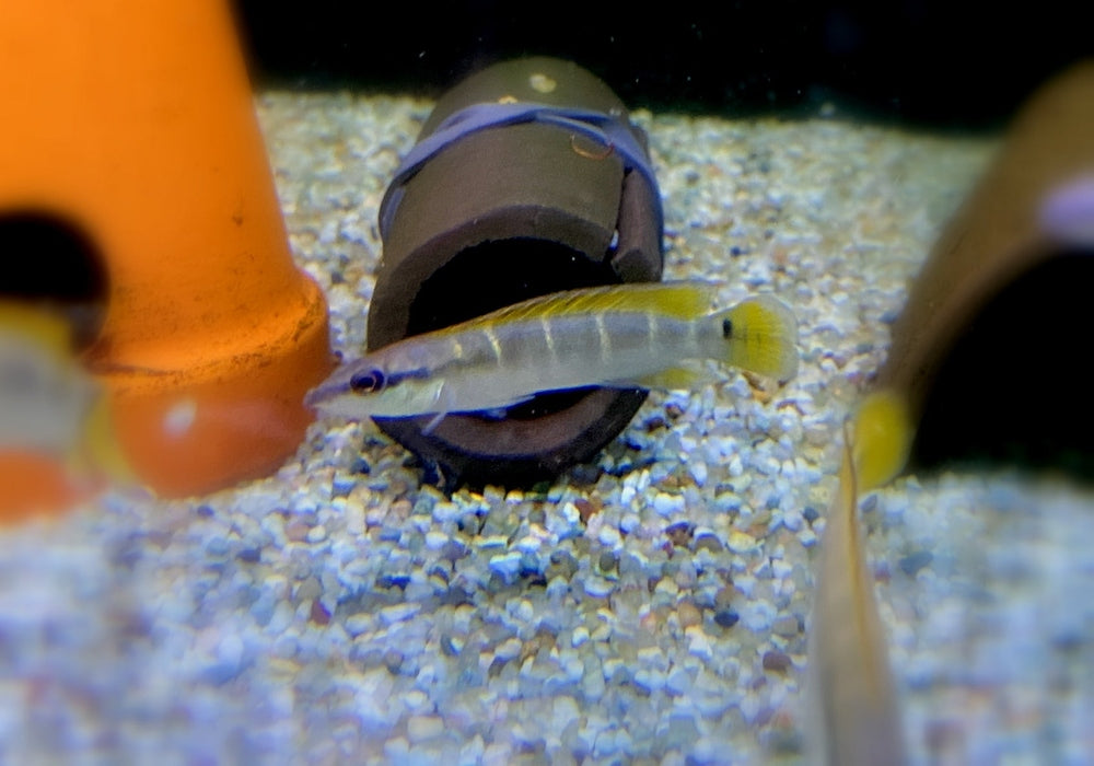 Schmalkopf-Hechtbuntbarsch - Crenicichla compressiceps aqua-teck