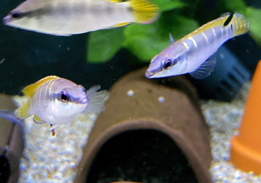 Schmalkopf-Hechtbuntbarsch - Crenicichla compressiceps aqua-teck