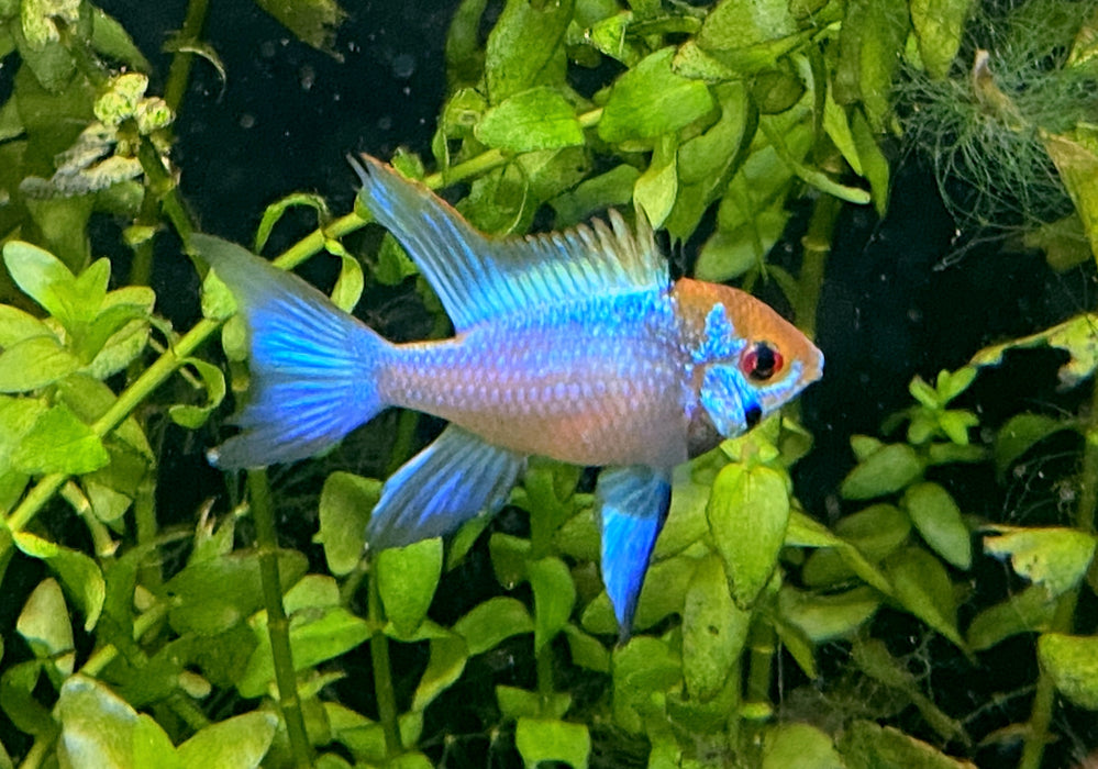 Schmetterlingsbuntbarsch "electric blue lyratail / Schleier" - Mikrogeophagus ramirezi