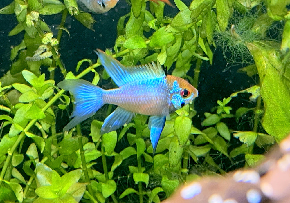 Schmetterlingsbuntbarsch "electric blue lyratail / Schleier" - Mikrogeophagus ramirezi