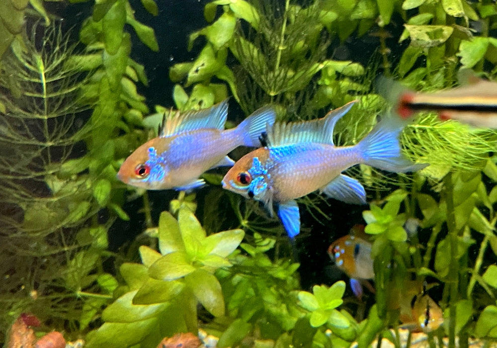 Schmetterlingsbuntbarsch "electric blue lyratail / Schleier" - Mikrogeophagus ramirezi