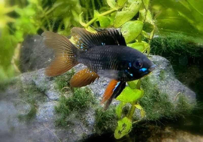 Wieder da! - Schwarzer Schmetterlingsbuntbarsch Schleier/Lyra-tail- Mikrogeophagus ramirezi aqua-teck