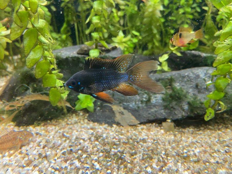 Wieder da! - Schwarzer Schmetterlingsbuntbarsch Schleier/Lyra-tail- Mikrogeophagus ramirezi aqua-teck