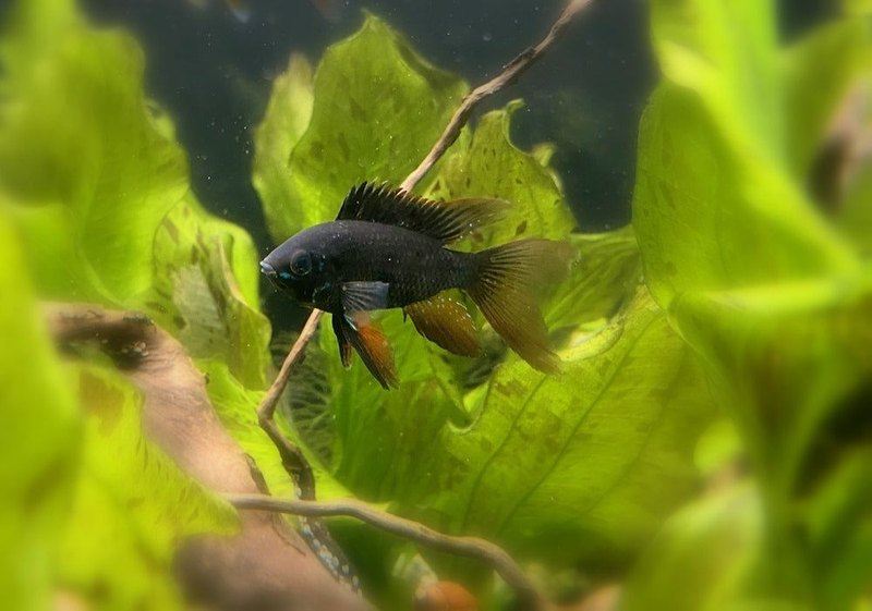 Wieder da! - Schwarzer Schmetterlingsbuntbarsch Schleier/Lyra-tail- Mikrogeophagus ramirezi aqua-teck