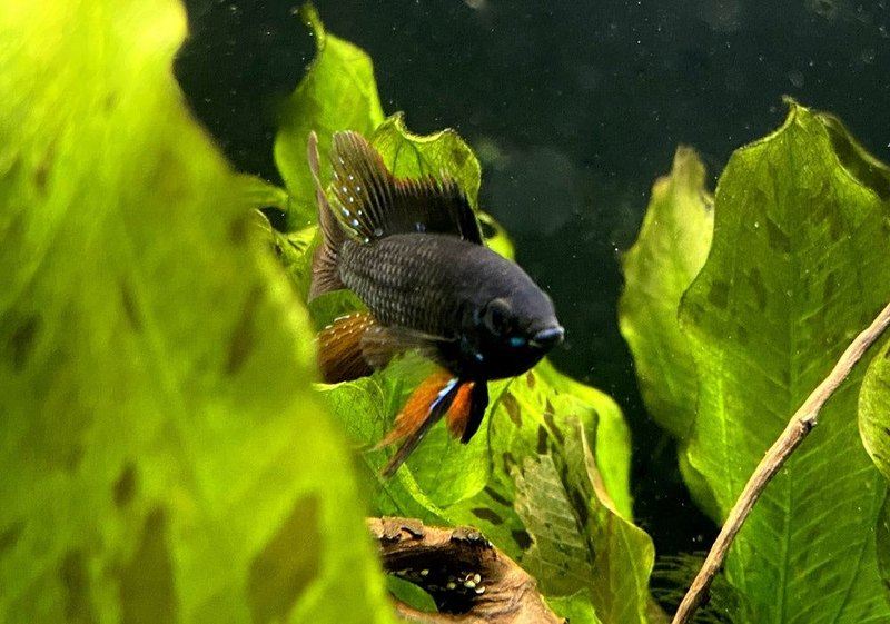 Wieder da! - Schwarzer Schmetterlingsbuntbarsch Schleier/Lyra-tail- Mikrogeophagus ramirezi aqua-teck