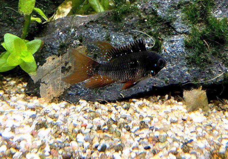 Wieder da! - Schwarzer Schmetterlingsbuntbarsch Schleier/Lyra-tail- Mikrogeophagus ramirezi aqua-teck