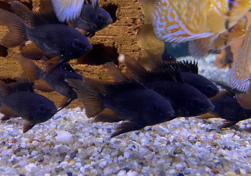 Wieder da! - Schwarzer Schmetterlingsbuntbarsch Schleier/Lyra-tail- Mikrogeophagus ramirezi aqua-teck