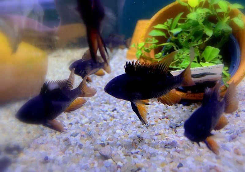 Wieder da! - Schwarzer Schmetterlingsbuntbarsch Schleier/Lyra-tail- Mikrogeophagus ramirezi aqua-teck