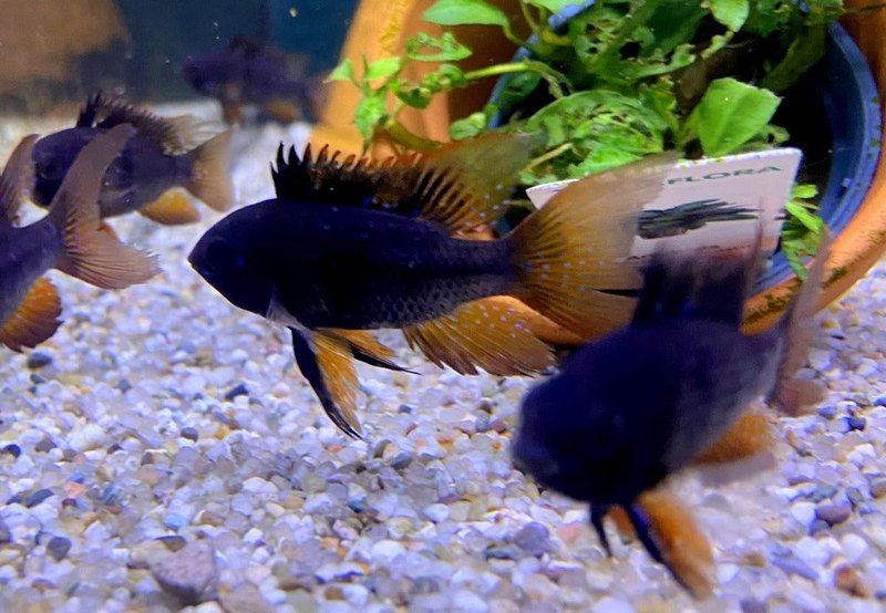 Wieder da! - Schwarzer Schmetterlingsbuntbarsch Schleier/Lyra-tail- Mikrogeophagus ramirezi aqua-teck