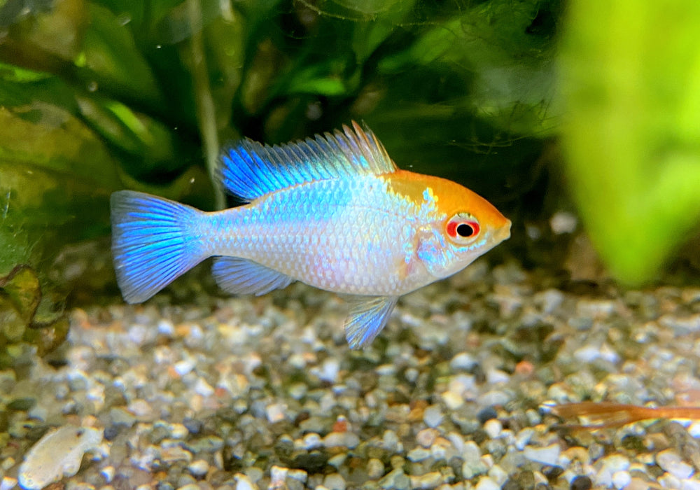 Schmetterlingsbuntbarsch  "blue punk" - Mikrogeophagus ramirezi