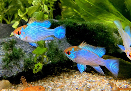 Schmetterlingsbuntbarsch 
