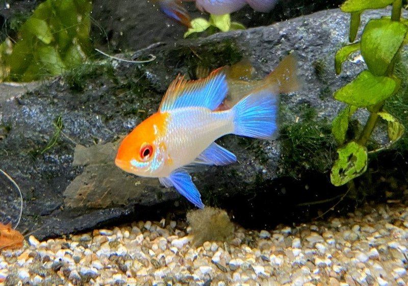 Schmetterlingsbuntbarsch "blue punk" - Microgeophagus ramirezi