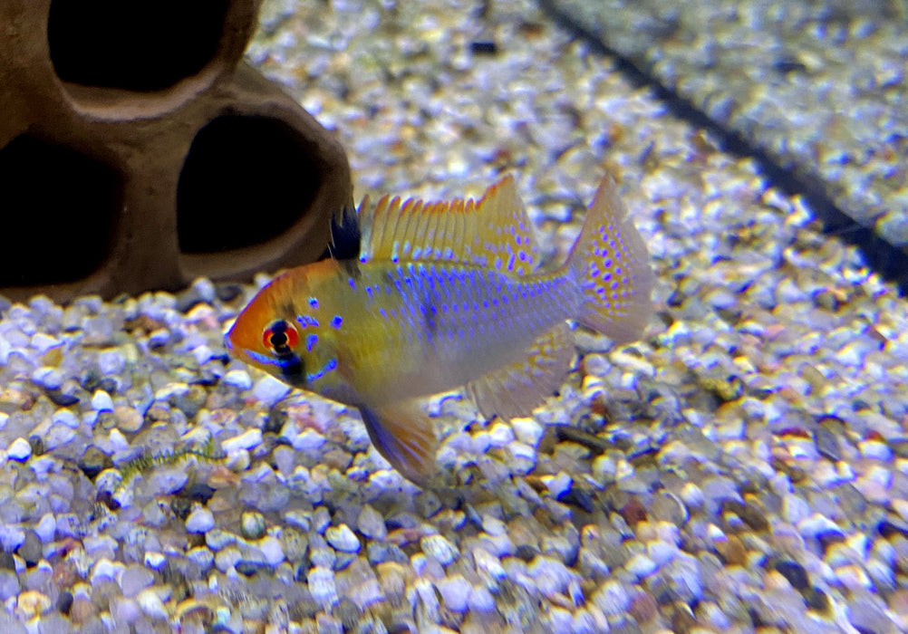 SONDERPREIS - Schmetterlingsbuntbarsch "Diamant" - Mikrogeophagus ramirezi