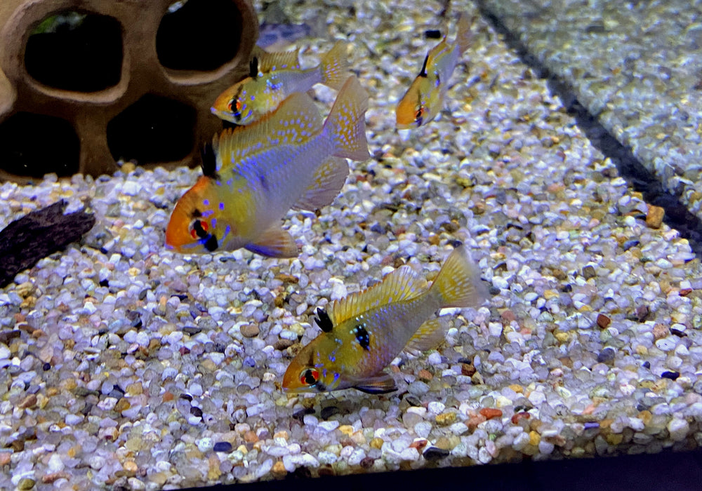 SONDERPREIS - Schmetterlingsbuntbarsch "Diamant" - Mikrogeophagus ramirezi