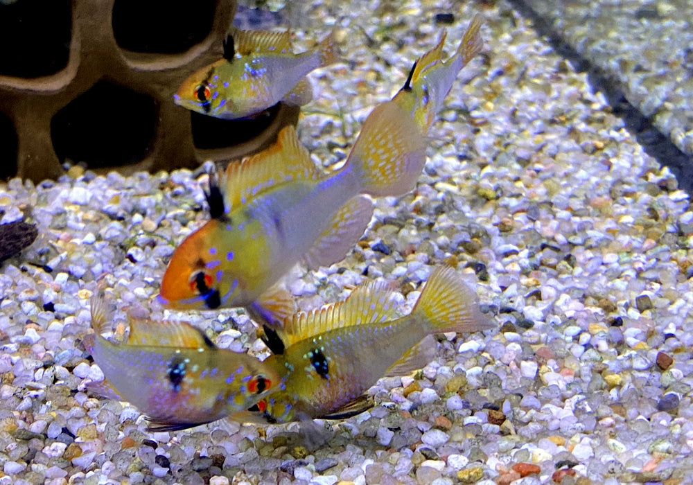 SONDERPREIS - Schmetterlingsbuntbarsch "Diamant" - Mikrogeophagus ramirezi