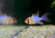 Schmetterlingsbuntbarsch Diamond Lyratail  Mikrogeophagus ramirezi