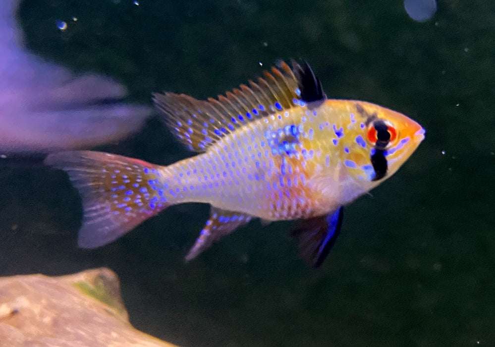 Schmetterlingsbuntbarsch Diamond Lyratail  Mikrogeophagus ramirezi