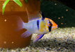 Schmetterlingsbuntbarsch Diamond Lyratail  Mikrogeophagus ramirezi