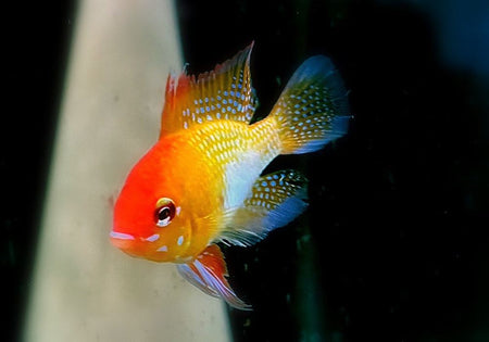 Schmetterlingsbuntbarsch 