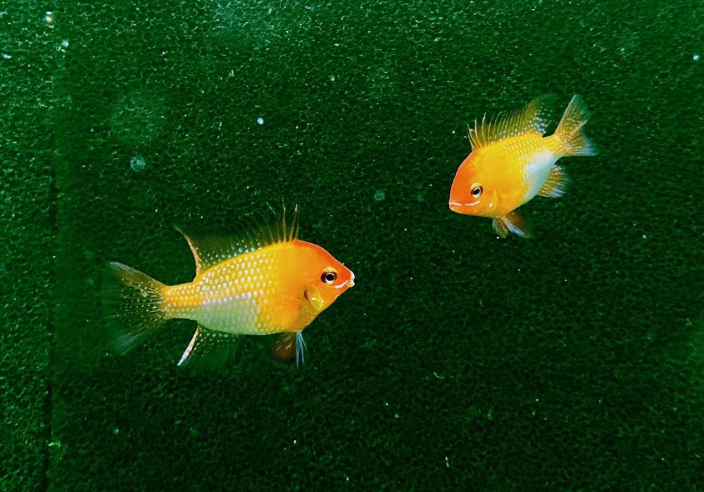Schmetterlingsbuntbarsch "GOLD" L - Mikrogeophagus ramirezi aqua-teck