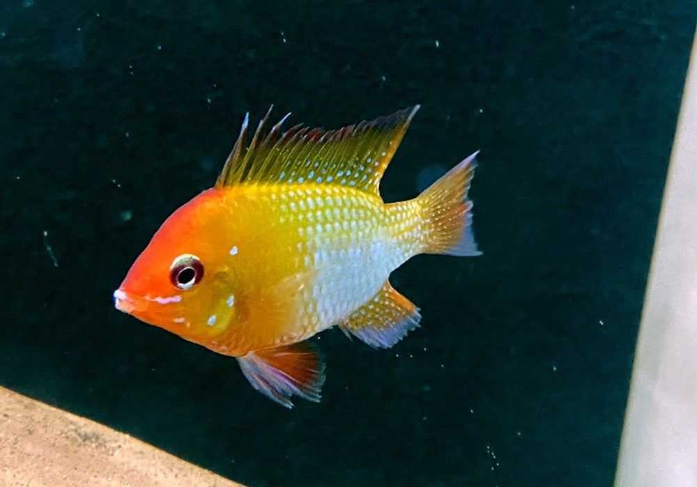 Schmetterlingsbuntbarsch "GOLD" L - Mikrogeophagus ramirezi aqua-teck
