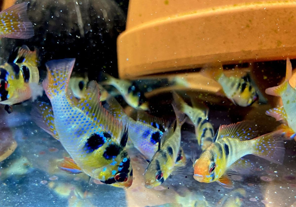 Schmetterlingsbuntbarsch NATURFORM - Mikrogeophagus ramirezi