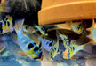 Schmetterlingsbuntbarsch NATURFORM - Mikrogeophagus ramirezi