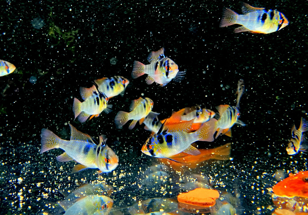 Schmetterlingsbuntbarsch NATURFORM - Mikrogeophagus ramirezi