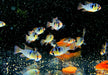 Schmetterlingsbuntbarsch NATURFORM - Mikrogeophagus ramirezi