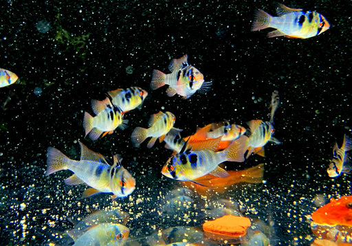 Schmetterlingsbuntbarsch NATURFORM - Mikrogeophagus ramirezi