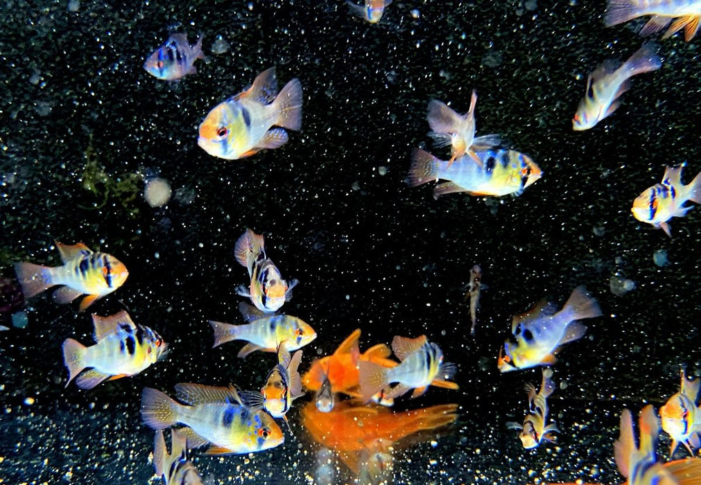 Schmetterlingsbuntbarsch NATURFORM - Mikrogeophagus ramirezi