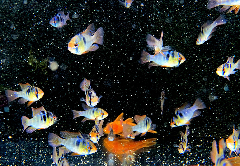 Schmetterlingsbuntbarsch NATURFORM - Mikrogeophagus ramirezi
