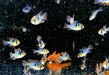 Schmetterlingsbuntbarsch NATURFORM - Mikrogeophagus ramirezi
