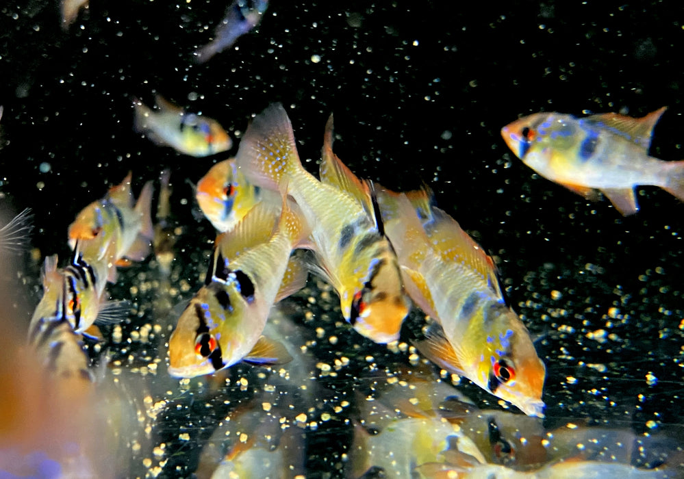 Schmetterlingsbuntbarsch NATURFORM - Mikrogeophagus ramirezi