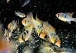 Schmetterlingsbuntbarsch NATURFORM - Mikrogeophagus ramirezi