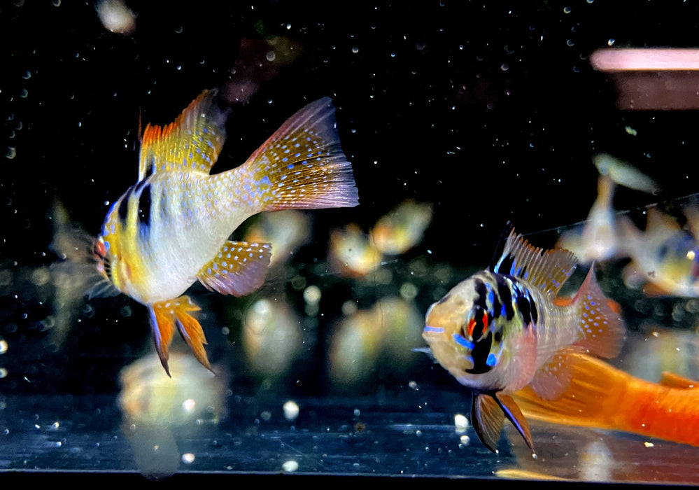 Schmetterlingsbuntbarsch NATURFORM - Mikrogeophagus ramirezi