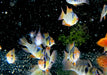 Schmetterlingsbuntbarsch NATURFORM - Mikrogeophagus ramirezi
