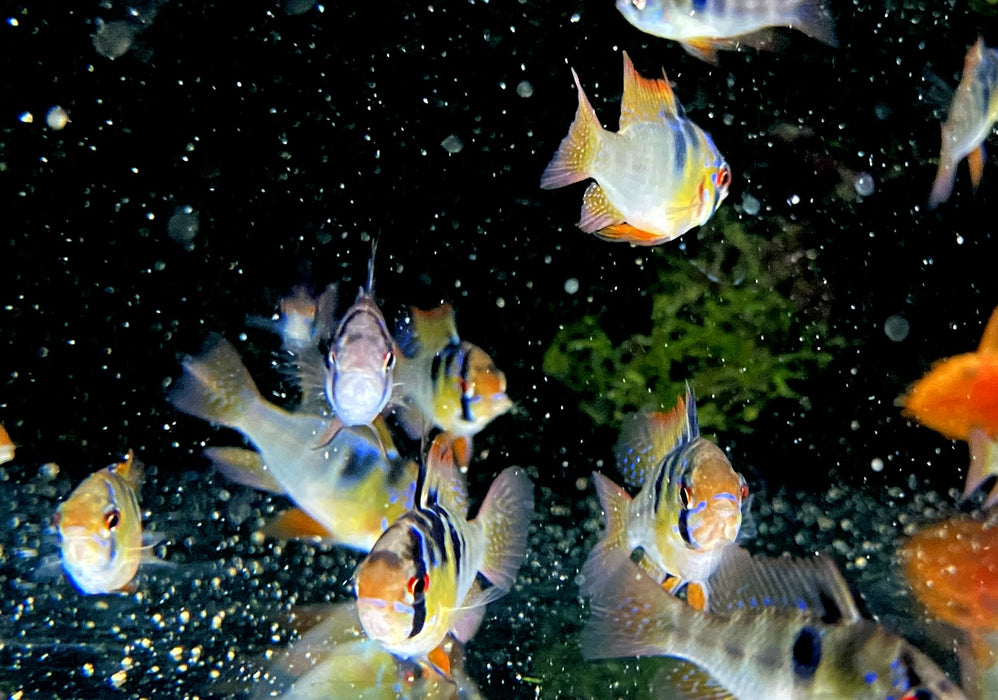 Schmetterlingsbuntbarsch NATURFORM - Mikrogeophagus ramirezi