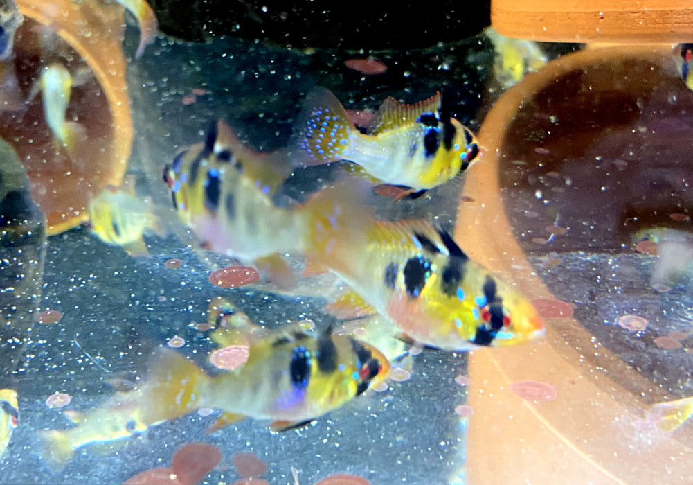 Schmetterlingsbuntbarsch NATURFORM - Mikrogeophagus ramirezi