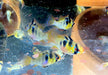 Schmetterlingsbuntbarsch NATURFORM - Mikrogeophagus ramirezi
