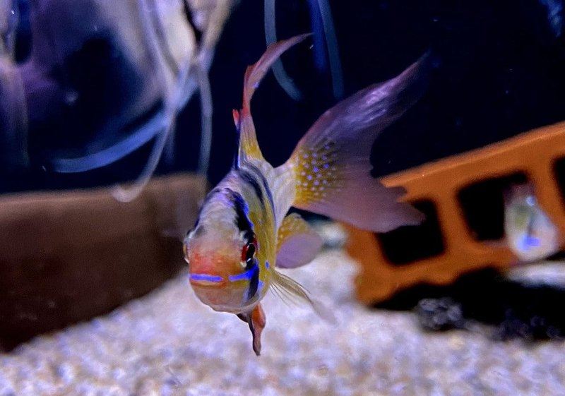Schmetterlingsbuntbarsch "naturfarben lyratail / Schleier" - Mikrogeophagus ramirezi