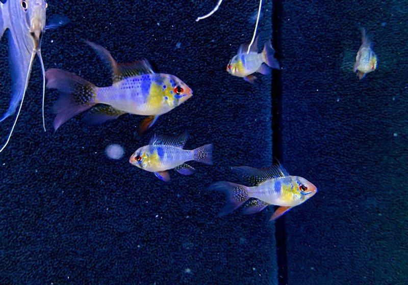 Schmetterlingsbuntbarsch "naturfarben lyratail / Schleier" - Mikrogeophagus ramirezi